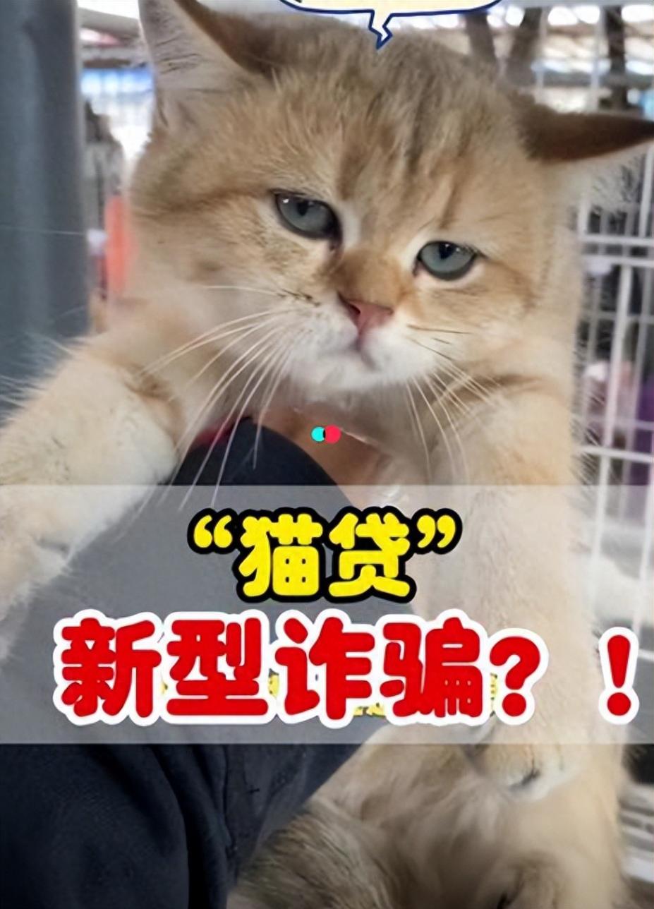 女子免費領養貓咪陷入“貓貸”糾紛