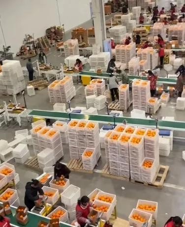 董宇輝2小時賣300萬斤臍橙