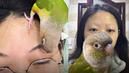 女子被鸚鵡啄光眉毛:以為在按摩